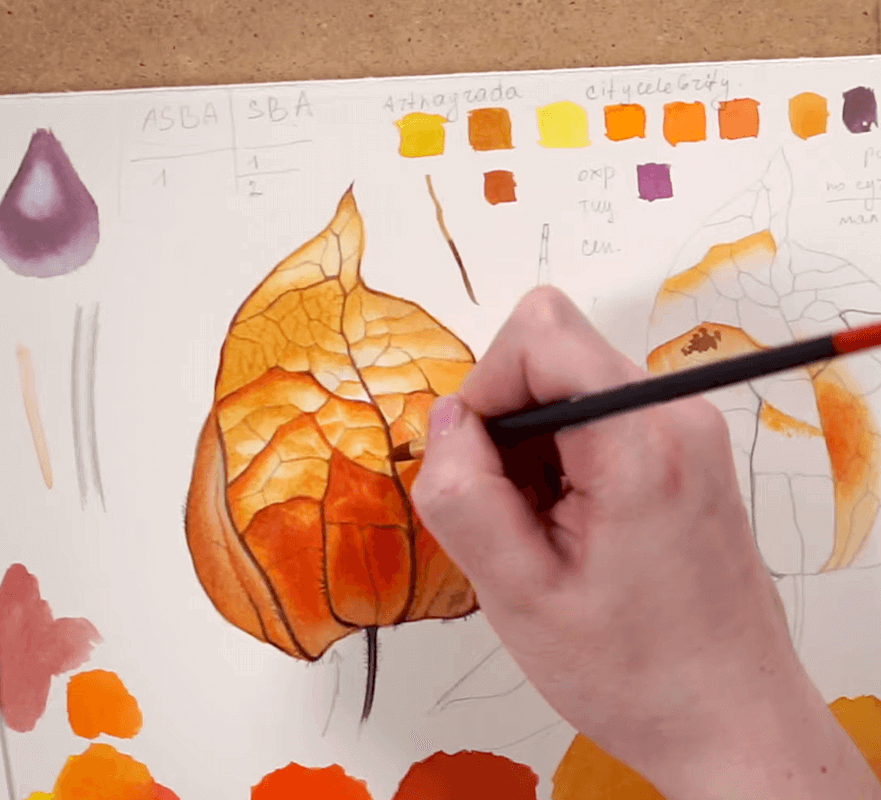 Painting Physalis with Watercolors. Part 2