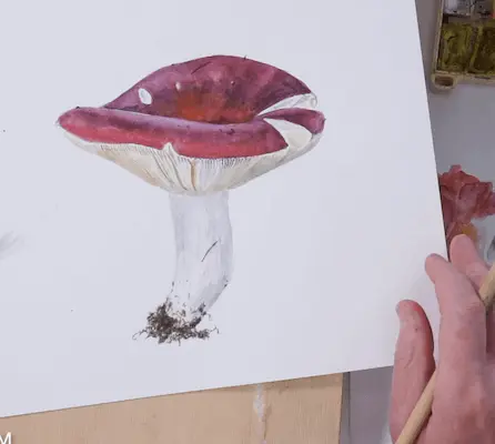 Online drawing lesson «Botanical painting.  Russula» by Watercolour from Alexander Vyazmensky