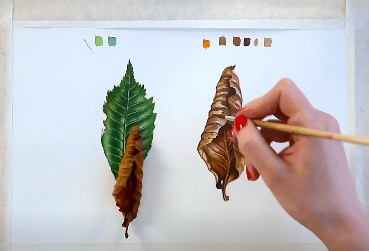 Image from an online drawing lesson «Botanical painting. Withered leaf»  from Svetlana Lanse