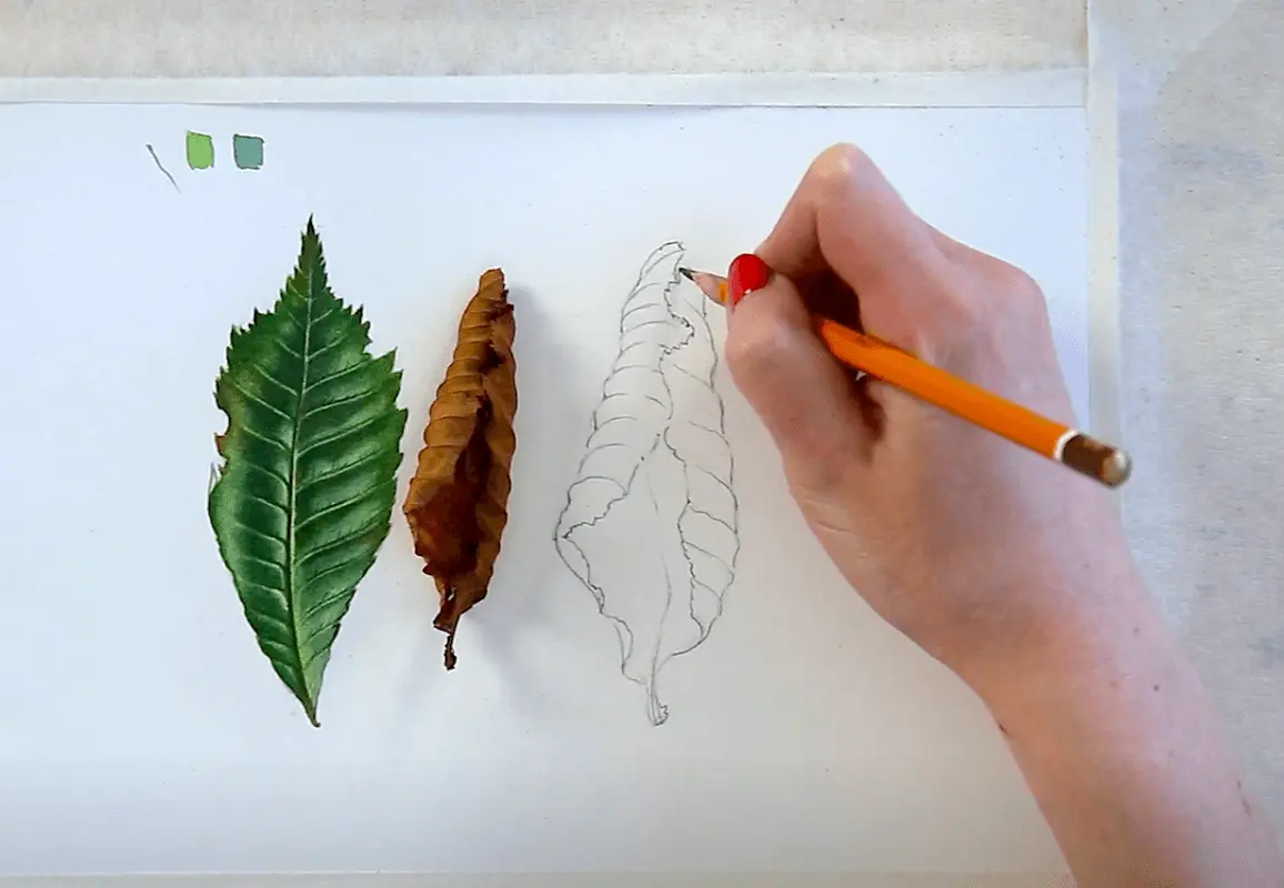 Fragments of an online drawing lesson «Botanical painting. Withered leaf» from Svetlana Lanse