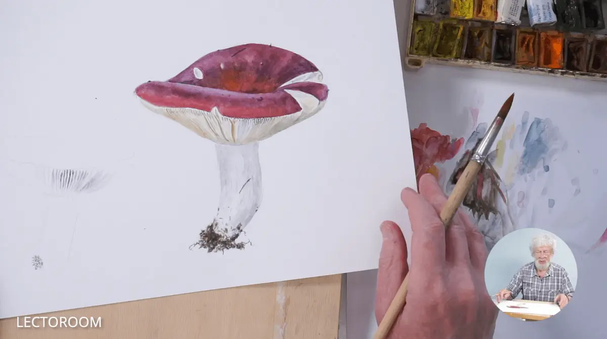 Fragments of an online drawing lesson «Botanical painting.  Russula» — Watercolour from Alexander Vyazmensky