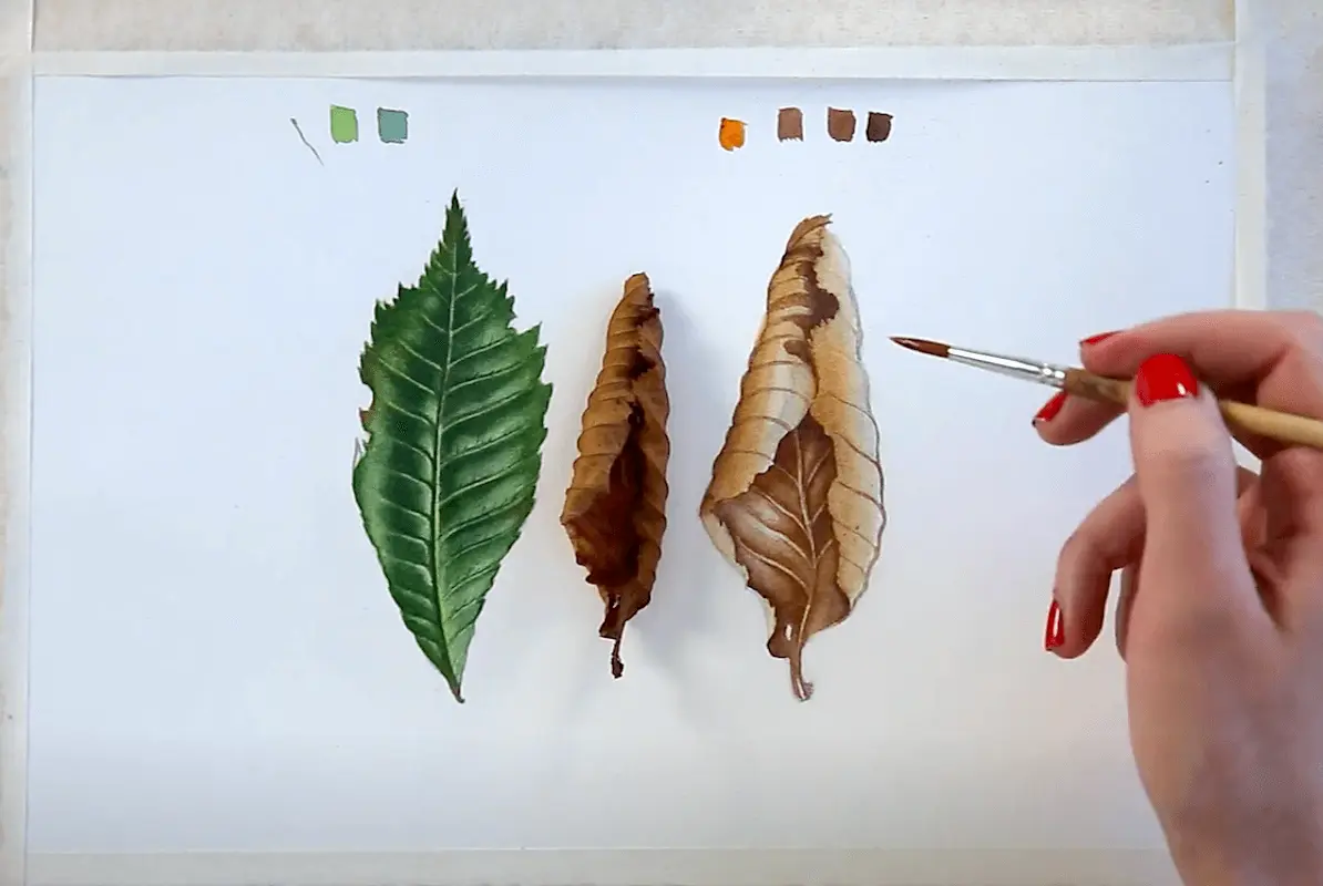 Fragments of an online drawing lesson «Botanical painting. Withered leaf» from Svetlana Lanse