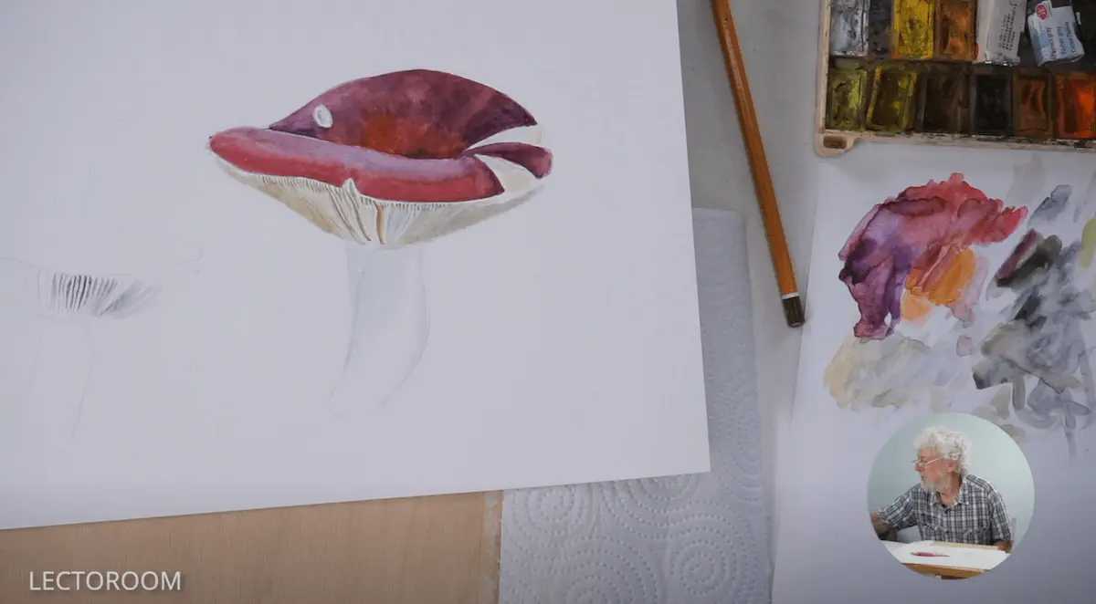 Fragments of an online drawing lesson «Botanical painting.  Russula» — Watercolour from Alexander Vyazmensky