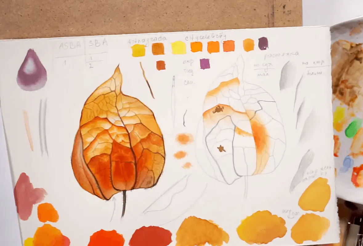 Image from an online drawing lesson «Painting Physalis with Watercolors» by Botanical painting from Svetlana Lanse