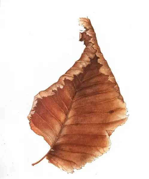 Online drawing lesson «Botanical painting. Withered leaf» by en from Svetlana Lanse