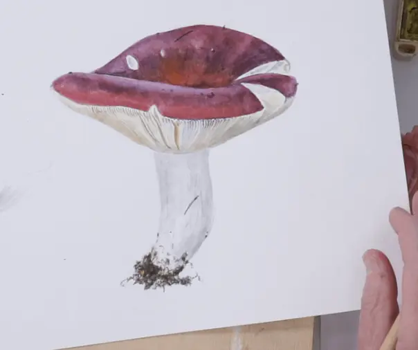 Icon «Botanical painting. Russula. Part 2» from the course